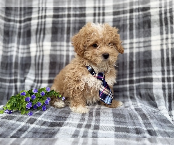 Medium Photo #7 Bichpoo Puppy For Sale in LAKELAND, FL, USA