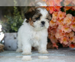Small #1 Shih Tzu