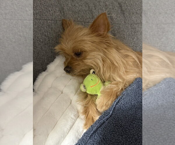 Medium Photo #4 Mutt Puppy For Sale in Mundelein, IL, USA