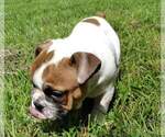 Small Photo #6 Bulldog Puppy For Sale in SMYRNA, SC, USA