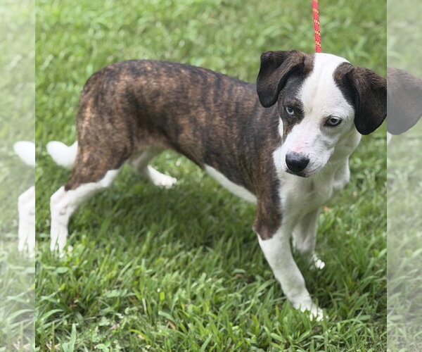 Medium Photo #3 Mutt Puppy For Sale in Yardley, PA, USA