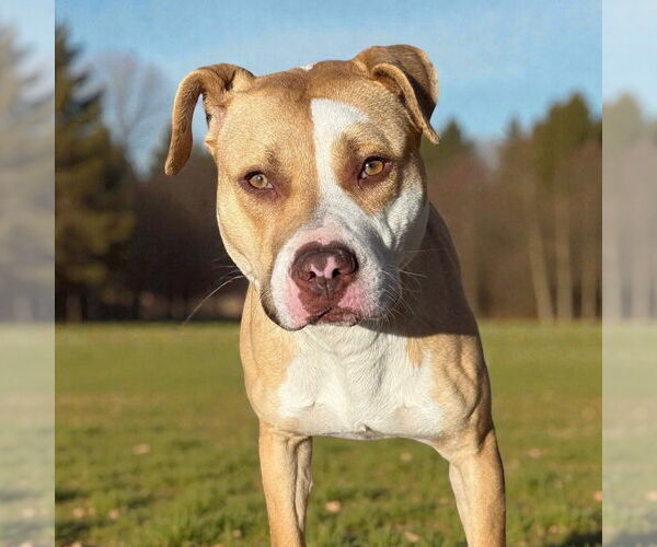 Medium Photo #3 Mutt Puppy For Sale in Glen Allen, VA, USA