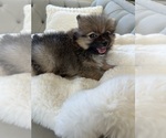 Small #9 Pomeranian