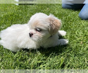 Mal-Shi Puppy for sale in SACRAMENTO, CA, USA