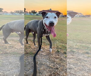 Enzo - Male American Staffordshire Terrier-Unknown Mix Dog for Adoption - Photo #5