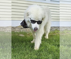 HARRIET- no fee (sponsored) - Female Great Pyrenees Dog for Adoption - Photo #4