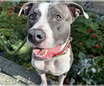 Small American Bulldog Mix