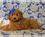 Small Photo #5 Cockapoo-Poodle (Miniature) Mix Puppy For Sale in BIRD IN HAND, PA, USA