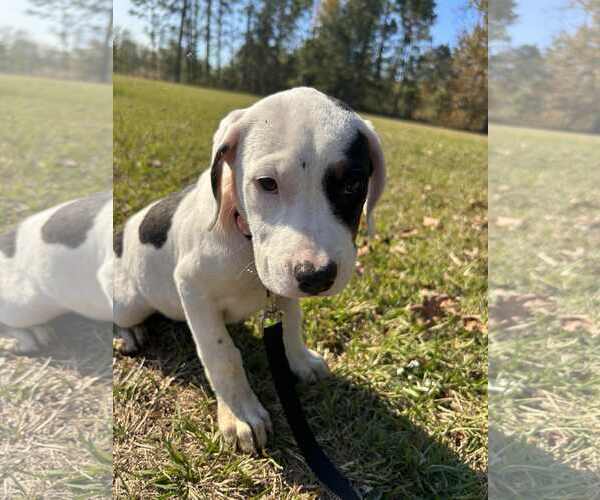 Medium Photo #3 Labrador Retriever-Unknown Mix Puppy For Sale in Tarrytown, GA, USA