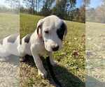 Small #2 Labrador Retriever Mix