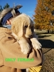 Small Photo #13 Goldendoodle Puppy For Sale in CLARKSVILLE, TX, USA