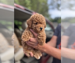 Poodle (Toy) Puppy for sale in ATLANTA, GA, USA