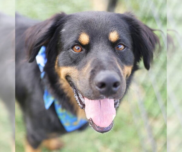 Medium Photo #1 Rottweiler-Unknown Mix Puppy For Sale in San Antonio, TX, USA
