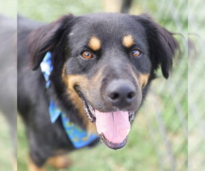 Rottweiler-Unknown Mix Dogs for adoption in San Antonio, TX, USA