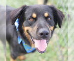 Small Rottweiler Mix
