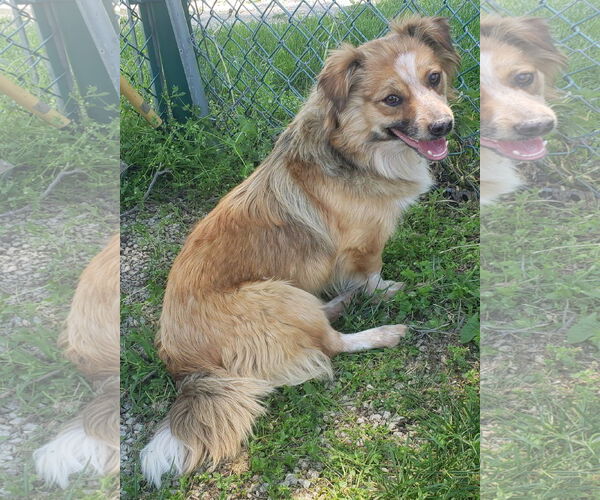 Medium Photo #2 Australian Shepherd-Unknown Mix Puppy For Sale in Lee's Summit, MO, USA