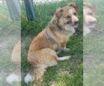 Small #1 Australian Shepherd Mix