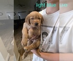 Small #1 Golden Retriever