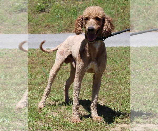 Medium Photo #2 Mutt Puppy For Sale in Prattville, AL, USA