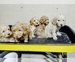 Small Goldendoodle (Miniature)