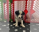 Puppy Merlin Border Collie