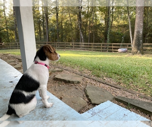 Medium Photo #2 Jack Russell Terrier Puppy For Sale in DECKER PR, TX, USA