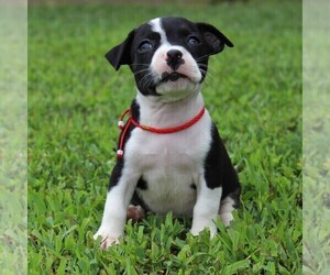 Boston Terrier-Jack Russell Terrier Mix Puppy for sale in MECHANICSVILLE, MD, USA