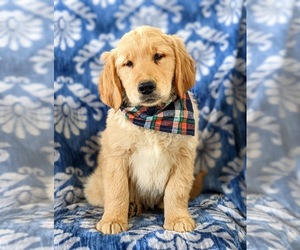 Golden Retriever Puppy for sale in OXFORD, PA, USA