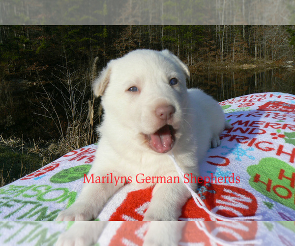 Medium Photo #2 German Shepherd Dog Puppy For Sale in PIEDMONT, MO, USA