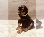Puppy Green Collar Doberman Pinscher