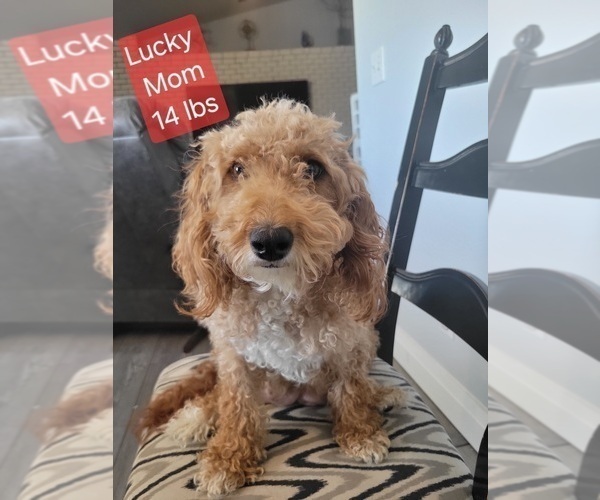 Medium Photo #1 Goldendoodle (Miniature) Puppy For Sale in MILFORD, UT, USA