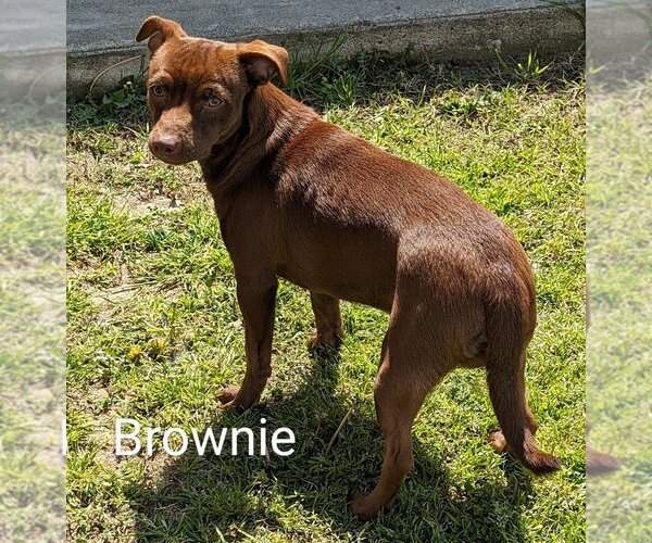 Medium Photo #1 Doxie-Pin Puppy For Sale in San Bernardino, CA, USA