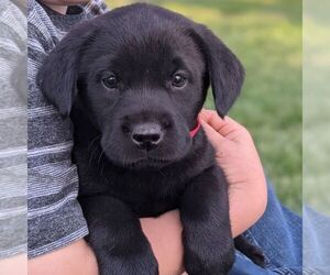 Labrador Retriever Puppy for sale in ARLINGTON, KS, USA