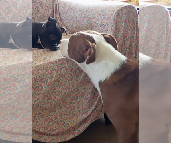 Medium Photo #4 Mutt Puppy For Sale in Holly Springs, NC, USA