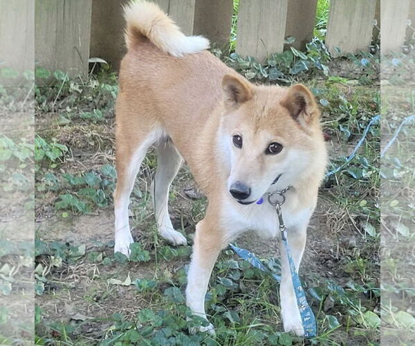 Medium Photo #2 Shiba Inu Puppy For Sale in Batavia, OH, USA