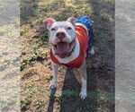 Small #17 American Bulldog Mix