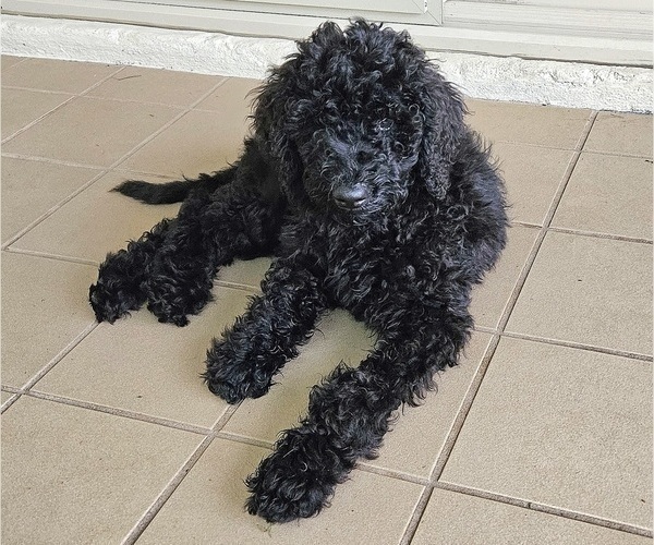 Medium Photo #2 Goldendoodle Puppy For Sale in DELTONA, FL, USA