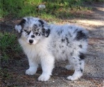 Puppy Chilly Australian Shepherd