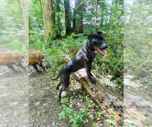 Labrador Retriever-Unknown Mix Dogs for adoption in garner, NC, USA