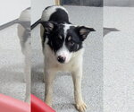 Small #5 Border Collie
