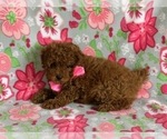 Small Photo #2 Poodle (Toy) Puppy For Sale in LANCASTER, PA, USA