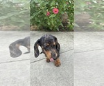 Small #4 Dachshund