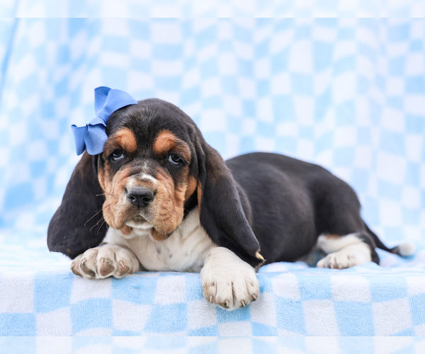 Medium Photo #2 Basset Hound Puppy For Sale in LIBERTY, KY, USA