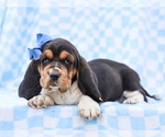 Small #1 Basset Hound