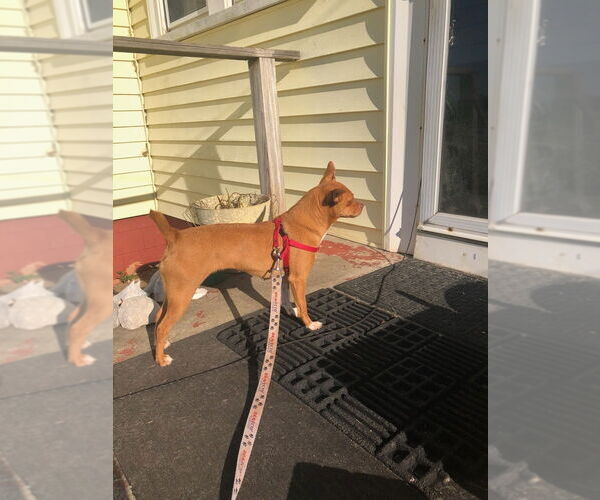 Medium Photo #3 Chihuahua-Unknown Mix Puppy For Sale in Mooresville, NC, USA