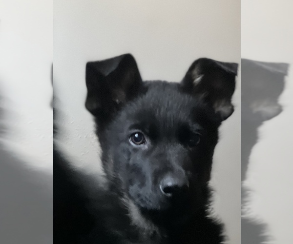 Medium Photo #1 German Shepherd Dog Puppy For Sale in GOLDENDALE, WA, USA