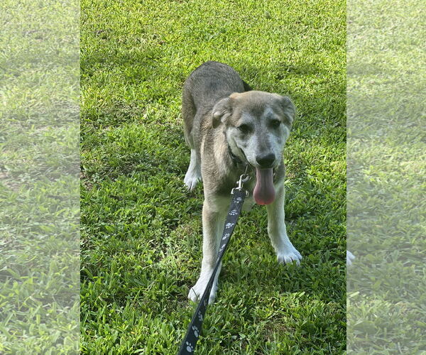 Medium Photo #9 Huskies -Unknown Mix Puppy For Sale in Crossville, AL, USA