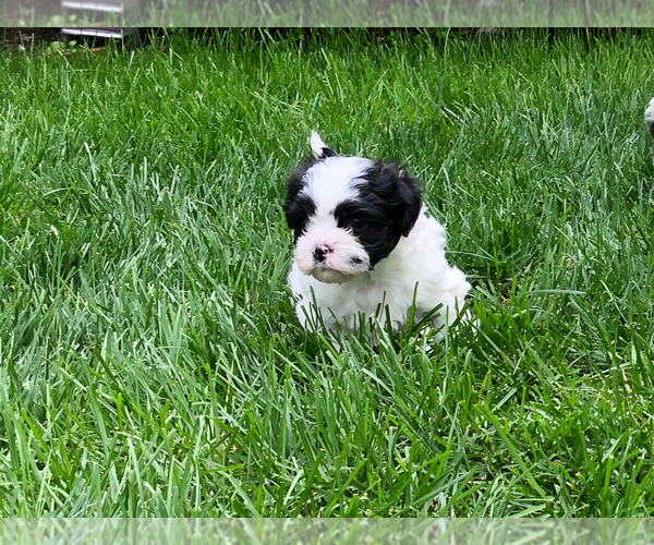 Medium Photo #5 Zuchon Puppy For Sale in ORLAND PARK, IL, USA