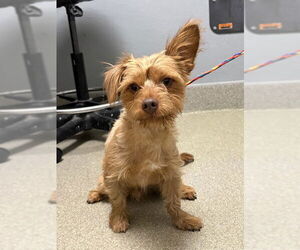 Mutt Dogs for adoption in Las Vegas, NV, USA