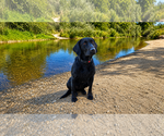 Small #3 Labrador Retriever